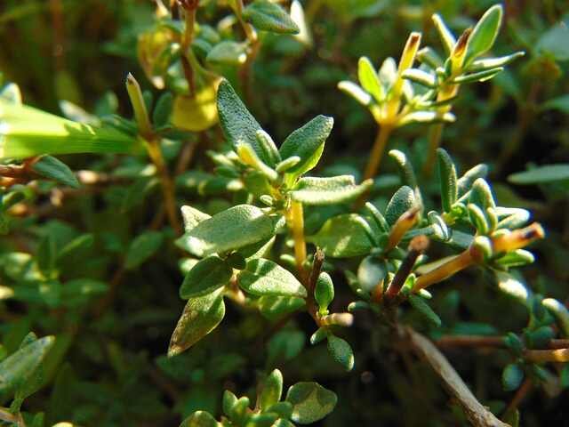 Top Herbs for Growing in Partial Shade -Thyme