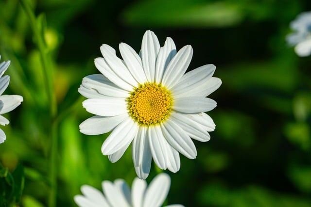 Top Insect-Repelling Flowers for Your Garden-Pyrethrum daisy