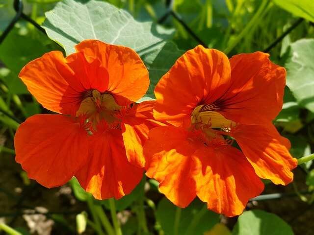 Top Insect-Repelling Flowers for Your Garden-Nasturtium