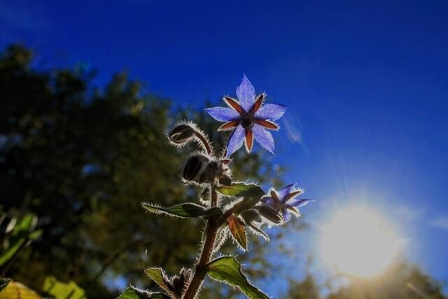 Top Insect-Repelling Flowers for Your Garden