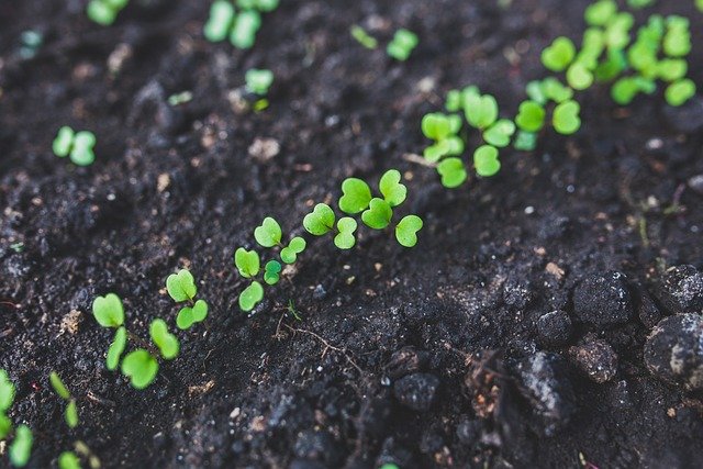 Year-Round Arugula: Simple Indoor Growing