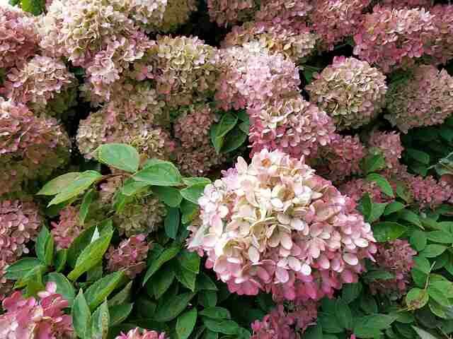 Growing Hydrangeas in Pots: A Complete Care Guide-Hydrangea Paniculata