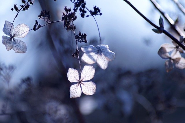 Growing Hydrangeas in Pots: A Complete Care Guide-Hydrangea Arborescens