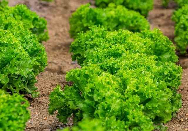 xpert Tips for Growing Perfect Lettuce Year-Round -Lettuce 1