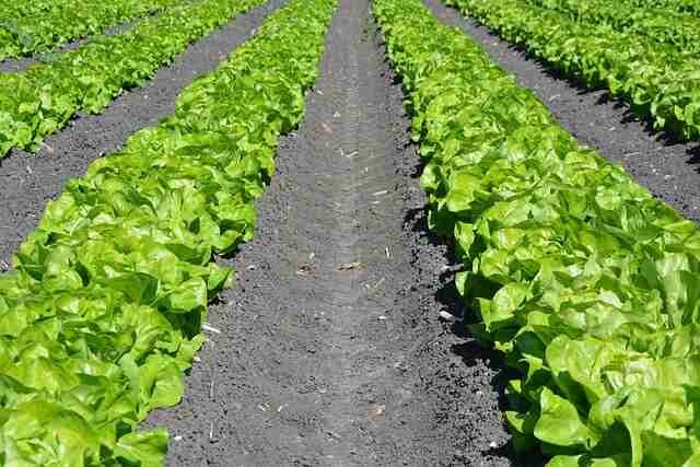 xpert Tips for Growing Perfect Lettuce Year-Round -Lettuce