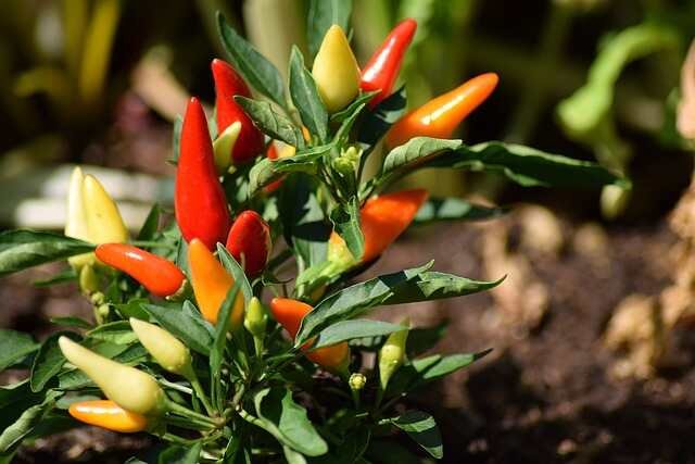 How to Grow Hatch Chiles in Containers