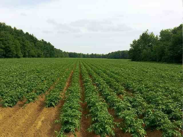 Simple Steps to Boost Your Garden's Growth -Planting Potatoes