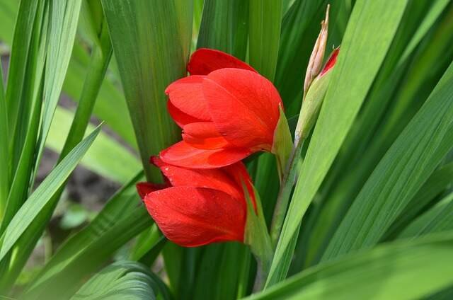 Top Self-Seeding Plants for Your Garden -Gladiolus