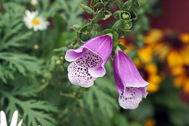 Top Self-Seeding Plants for Your Garden 11-Foxgloves