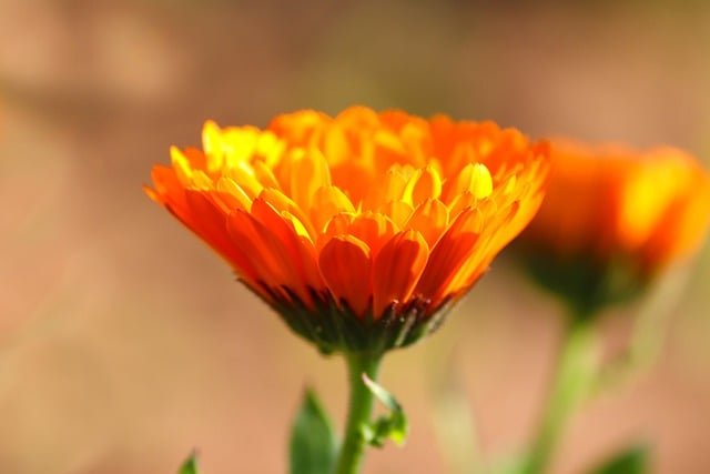 Top Self-Seeding Plants for Your Garden -Marigolds