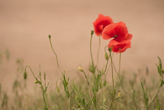 Top Self-Seeding Plants for Your Garden -Poppies