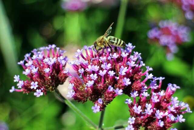 Top Self-Seeding Plants for Your Garden -Verbena bonariensis