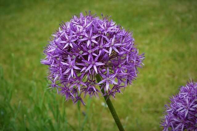 Top Self-Seeding Plants for Your Garden -Alliums