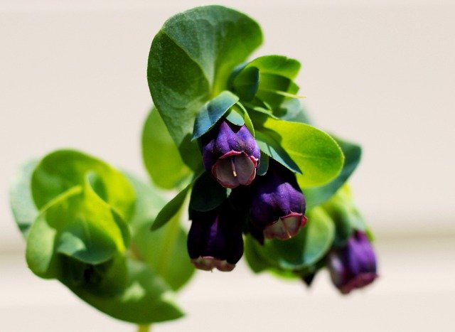 Top Self-Seeding Plants for Your Garden -Cerinthe