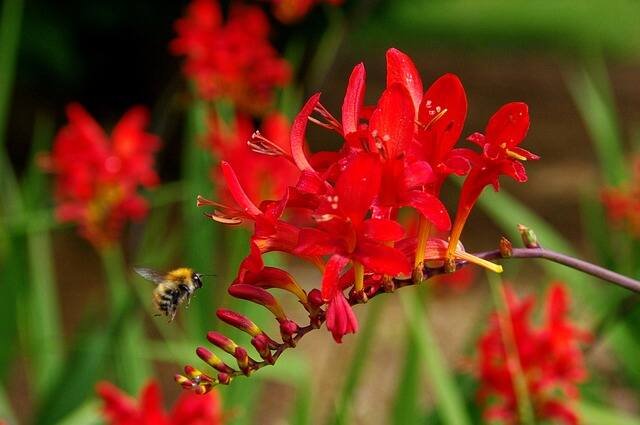 Top Self-Seeding Plants for Your Garden -Crocosmia