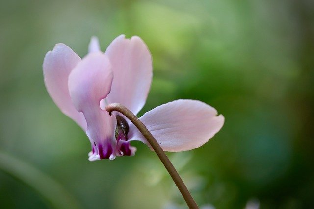 Top Self-Seeding Plants for Your Garden -Cyclamen