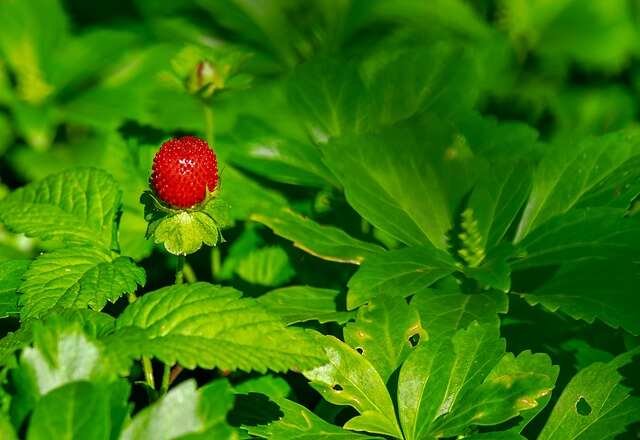 Simple Guide to Growing More Strawberries -How to Deal with Strawberry Runners