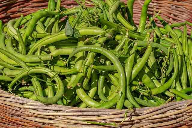 top 5 must grow vegetable-Beans