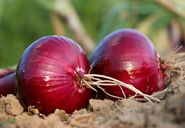 -top 5 must grow vegetable3-Onions, Downy Mildew - Early Harvest