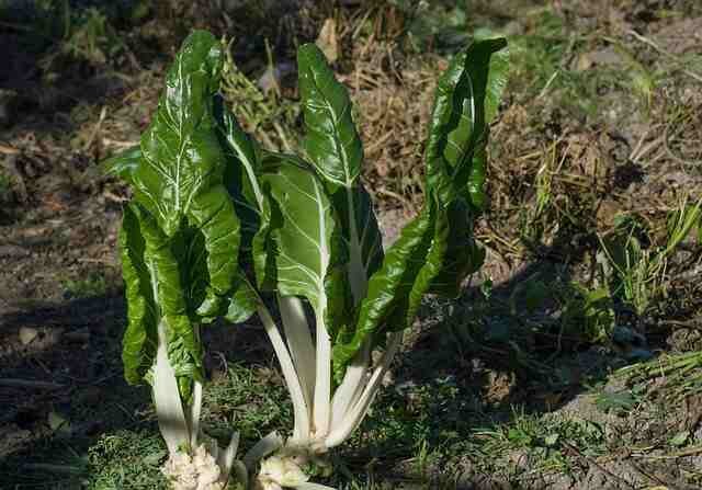 top 5 must grow vegetable-Chard