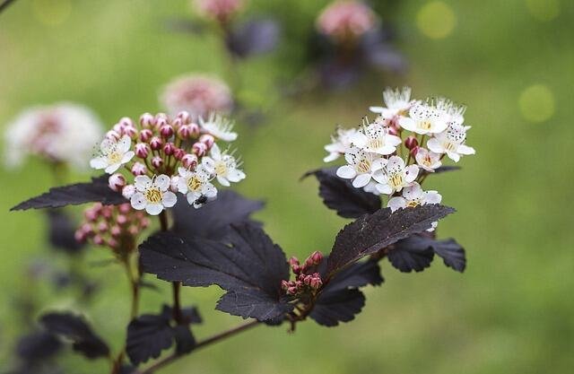 12 Essential Shrubs for a Beautiful Garden -Physocarpus