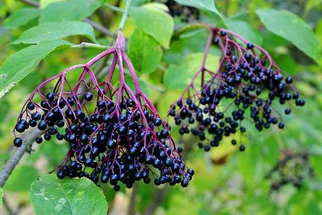 12 Essential Shrubs for a Beautiful Garden -Sambucus Nigra