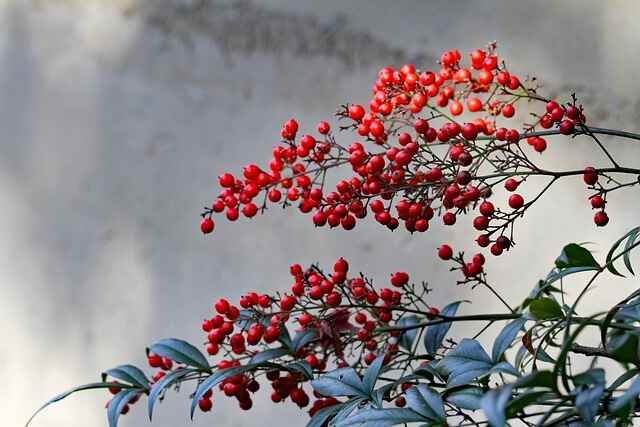 12 Essential Shrubs for a Beautiful Garden -Nandina Domestica