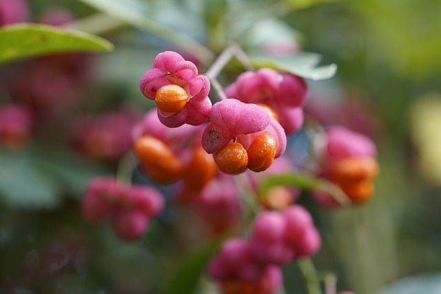 -Euonymus Alatus Compactus