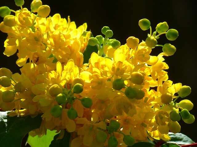 12 Essential Shrubs for a Beautiful Garden -Mahonias