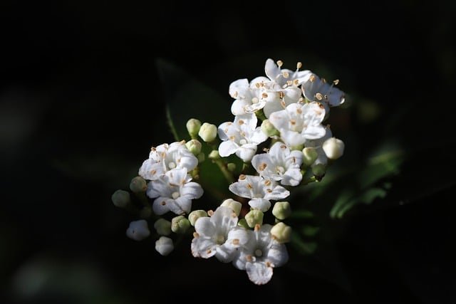 12 Essential Shrubs for a Beautiful Garden -Viburnum