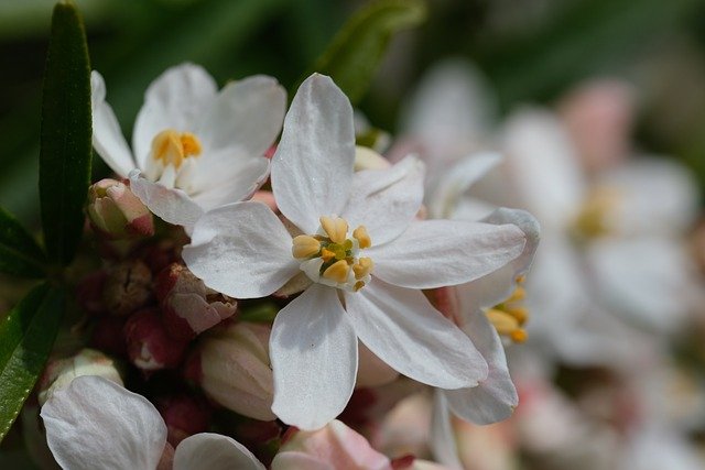 12 Essential Shrubs for a Beautiful Garden -Choisya Ternata