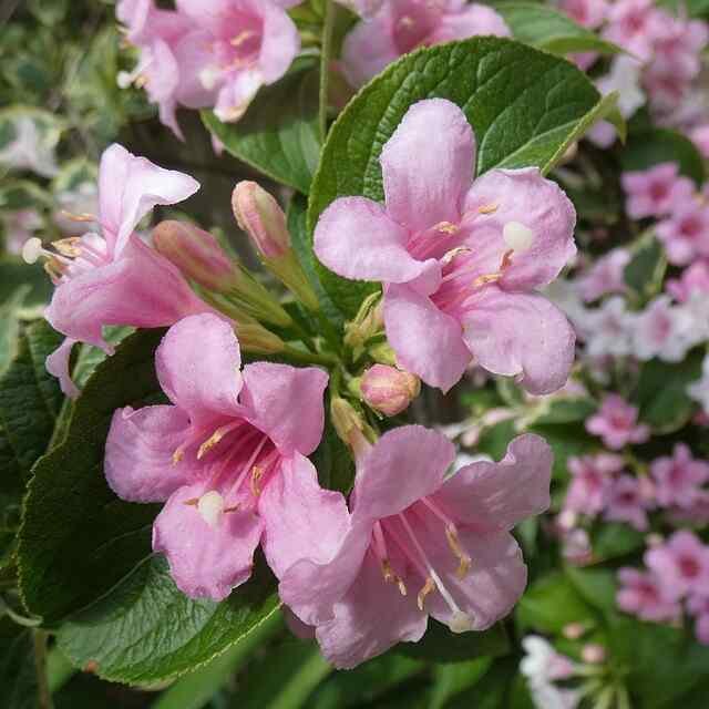 12 Essential Shrubs for a Beautiful Garden -Weigela florida Variegata