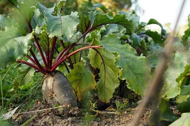 Ridge Cucumber and Multisown Beetroot: