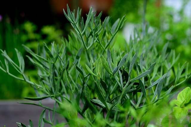 August: The Month of Growth, Stay Ahead- Fennel