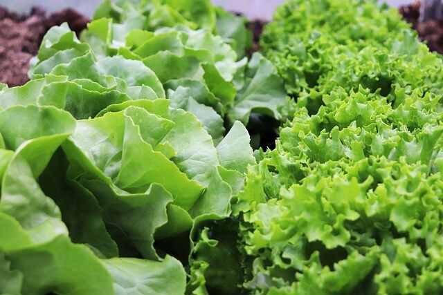 August: The Month of Growth, Stay Ahead- Lettuce