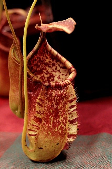 Easy Nepenthes Stem Cutting Guide for Carnivorous Plant Propagation-Linda