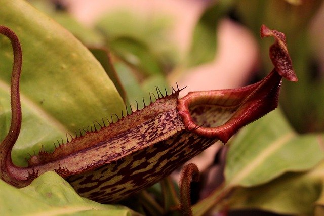 Easy Nepenthes Stem Cutting Guide for Carnivorous Plant Propagation