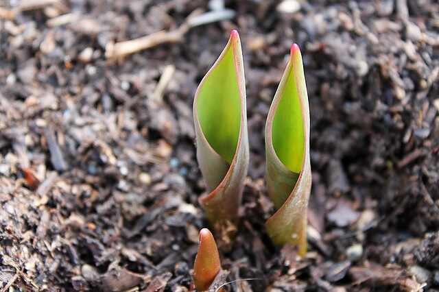 Get Your Garden Ready Simple Tasks for Early Spring Success -Mulching