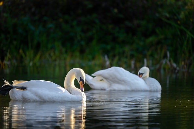 Get Your Garden Ready Simple Tasks for Early Spring Success -Pond