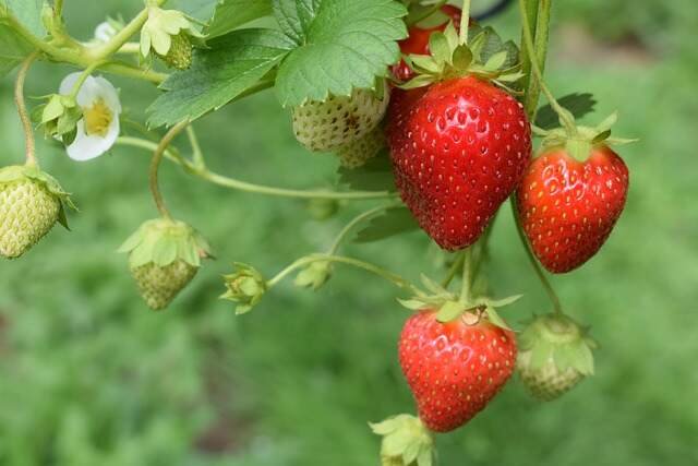 Get Your Garden Ready Simple Tasks for Early Spring Success-Potting Up Strawberries