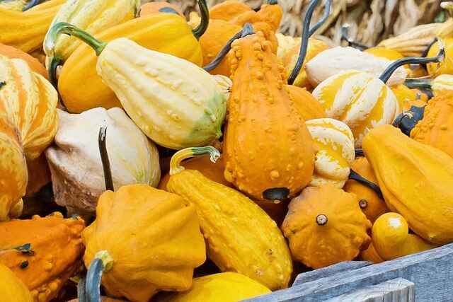 Grow These Easy Crops to Beat Inflation -Squash