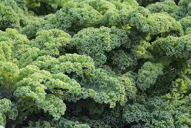 Grow These Easy Crops to Beat Inflation -Kale