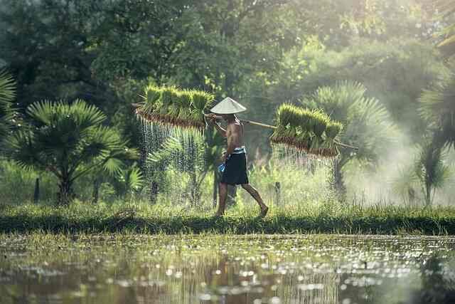 Get Your Garden Ready: Simple Tasks for Early Spring Success-Harvesting