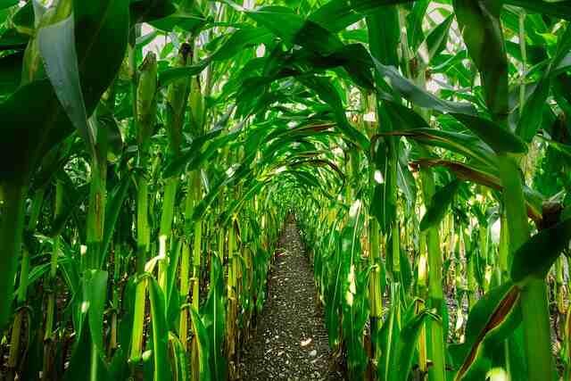 Maintaining-a-Vibrant-Garden-Harvest-Corn