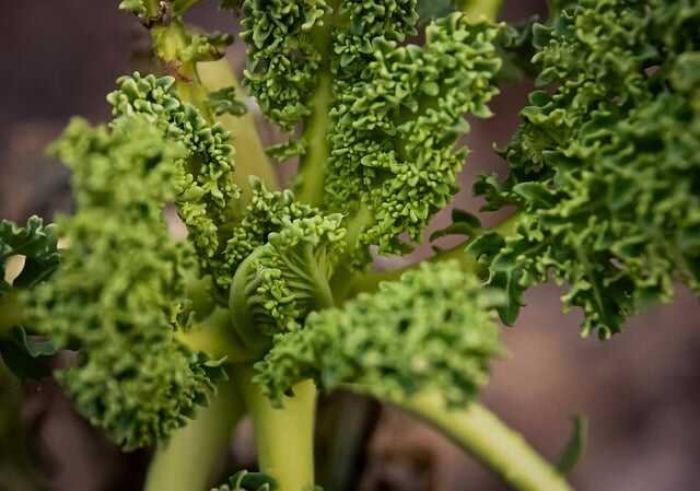 Maintaining-a-Vibrant-Garden-Harvest- Kale