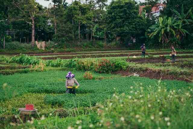 Maintaining a Vibrant Garden Harvest