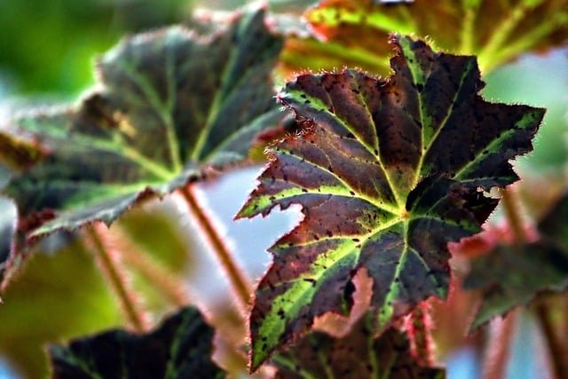 Reviving and Propagating Begonia Maculata: A Satisfying Rescue Guide