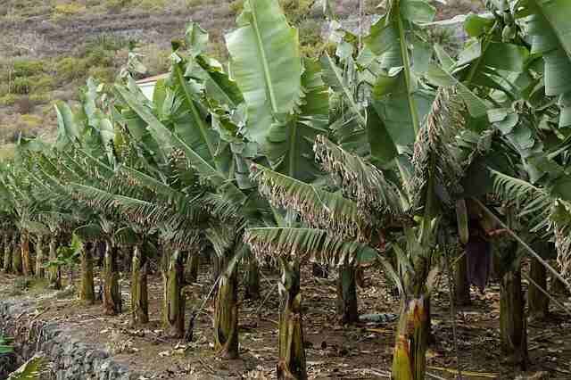 Simple Care Tips for Rapidly Growing Plants -Banana