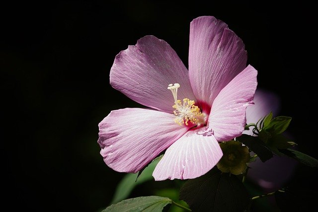 Simple-Care-Tips-for-Rapidly-Growing-Plants-Panama hibiscus