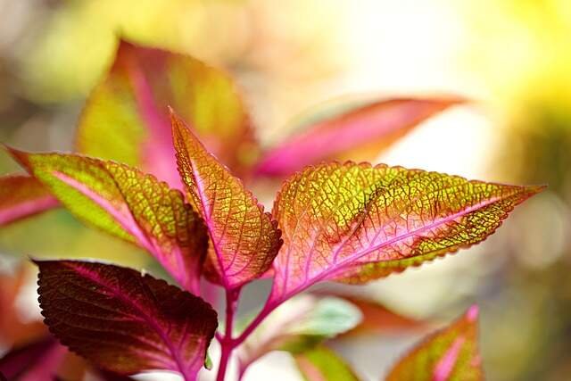 Simple-Care-Tips-for-Rapidly-Growing-Plants-Coleus